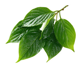 Obraz premium Lush green leaves nature botanical freshness and vitality natural beauty isolated on transparent background