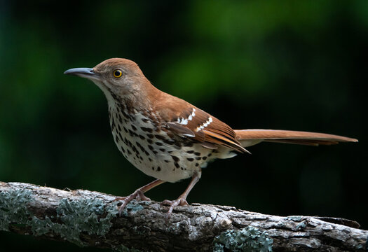 Closeup of a Brown Thrasher Perched on a Tree Branch