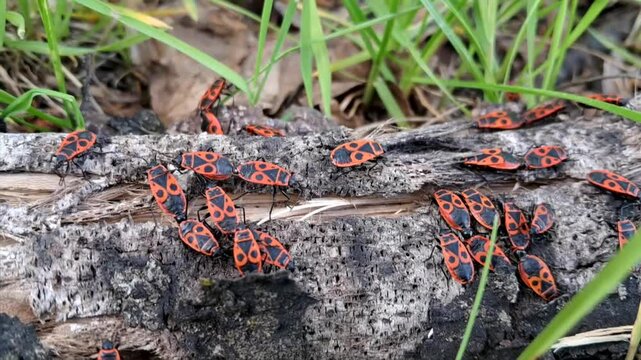 Close-up video of red firebugs crawling over dry wood and grass in a natural setting.