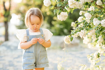 Cute baby girl 2-3 year old with viburnum blooming bushes with flowers in garden outdoors in sun light close up. Childhood. Summer season.