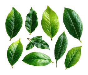 Fototapeta premium Lush green leaves displayed natural botanical view organic concept isolated on transparent background