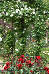 Fototapeta premium 長居植物園のバラ園