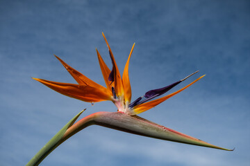 Strelitzia Bird of paradise flower with insect against the blue sky