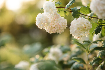 Blooming bushes of viburnum bullion flowers over sun light in garden outdoors close up. Springtime.