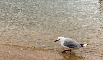 Red-billed gull on the beach in Wellington, New Zealand