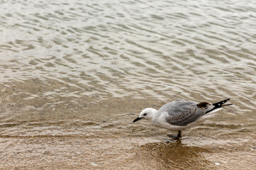 Red-billed gull on the beach in Wellington, New Zealand