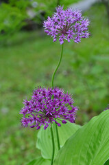 Ornamental onions blossom. purple color Allium 'Purple Sensation'  flowering plant in spring garden .Closeup photo outdoors. Gardening ,planting ornamental onion flowers concept. Free copy space/