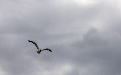 Red-billed gull on the beach in Wellington, New Zealand
