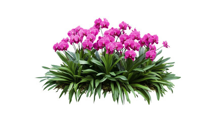 Obraz premium Lush Pink Phalaenopsis Orchid Arrangement