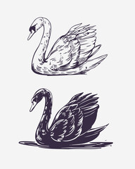 Swan, vector sketch illustrations, hand drawn, monochrome