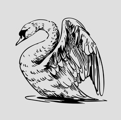 Swan, vector sketch illustrations, hand drawn, monochrome