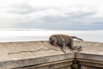 The monkey is lying at Uluwatu Temple, Kuta South, Bali, Indonesia