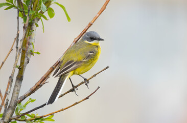 Western Yellow Wagtail bird close-up on a spring branch