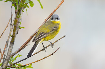 Western Yellow Wagtail bird close-up on a spring branch