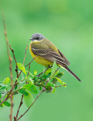 Western Yellow Wagtail bird close-up on a spring branch