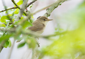 The bird Whitethroat sings a song on a branch of a spring tree