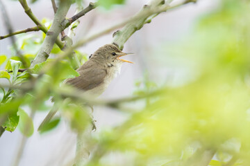 The bird Whitethroat sings a song on a branch of a spring tree