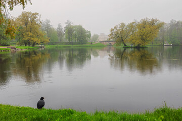 Rainy spring park. Rainy melancholy.