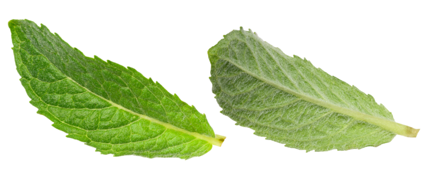 Green mint leaf with visible veins, isolated background, close up