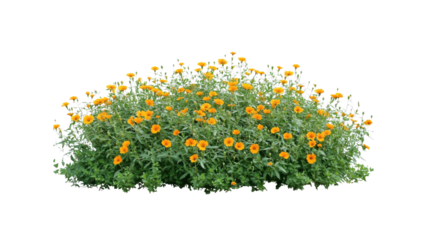 Lush Orange Flower Bush, Blooming Springtime Garden Plant