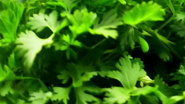 Fresh cilantro leaves closeup.