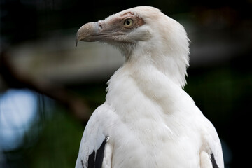 The Palm-Nut Vulture (Gypohierax angolensis) or Vulturine Fish Eagle.