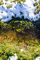melting snow on green grass on bank of stream