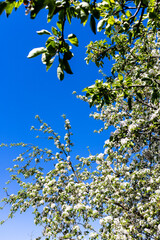 cherry blossoming and blue sky in background