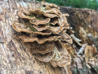 Close-up of several Turkey Tail Mushrooms growing on a decaying tree log under natural light in a forest area.
