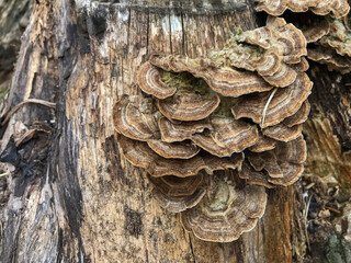 Detailed close-up of Turkey Tail Mushrooms with velvety brown and beige pilei growing on a decaying tree trunk.