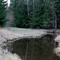 Small forest river with calm dark water. Tranquil bend of a small river flowing through forest,...