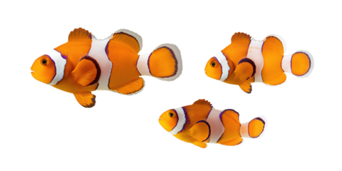 Clownfish Isolated on Transparent Background