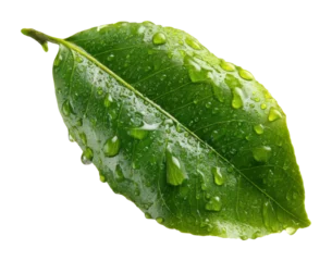 Fresh green leaf with water droplets nature bright environment isolated on transparent background