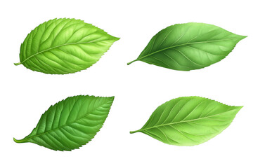 Fototapeta premium Four green leaves isolated on transparent background perfect for design projects