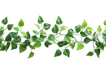 Obraz premium Green vine leaves seamless border isolated on transparent background