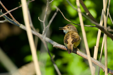 common reed warbler is perching on a bush twig close-up