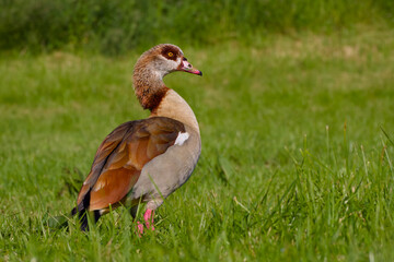 Egyptian goose is standing on the green grass close-up	