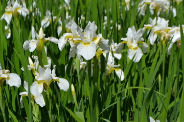 Fototapeta premium Springtime bloom of white irises in Madrid botanical garden