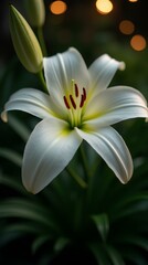 Fototapeta premium White Lily Flower Close Up at Night with Bokeh Lights. Floral Elegant Blossom in Garden in Tranquil Peaceful and Calm Atmosphere, Fresh Natural Plant, Closeup