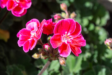 Flores de geranio de color rojo en el jardín en primavera