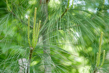 Fototapeta premium Young sprout shoots of fir spruce. Young branches of coniferous tree. Green background, healthy lifestyle concept