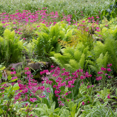 Colorful Primroses in May Park with Ferns in Background. A square photo capturing a layered spring garden view with vibrant flowers and soft foliage.