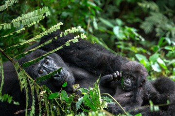 Gorilla Mother and Baby Bwindi Impenetrable Forest National Park Uganda © George Erwin Turner