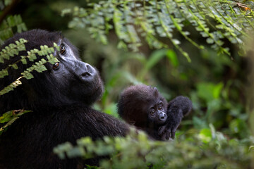 Gorilla Mother and Baby © George Erwin Turner