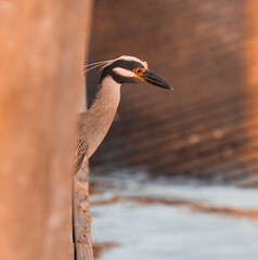 black crowned night heron 