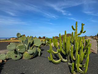 Volcanic cactus garden featuring mature Opuntia and Euphorbia plants thriving in black volcanic soil under a clear blue sky. Drought tolerant flora in the arid landscape of Lanzarote, Canary Islands.