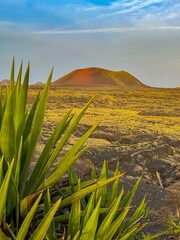 CLOSE UP: Spiky green leaves of agave plant and a reddish volcanic cone rising from the lava field in the background. Resilient wild plant thriving in a dry and rugged terrain at Lanzarote island.