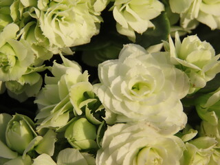 Closeup of white calandiva flowers. White flowers background.
