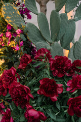 red peony and cactus in a garden, aesthetic event or wedding decoration