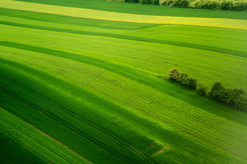 Obraz premium Aerial View of green field landscape for agricultural or environmental use. Suitable for farming, rural, or nature-related projects and backgrounds.